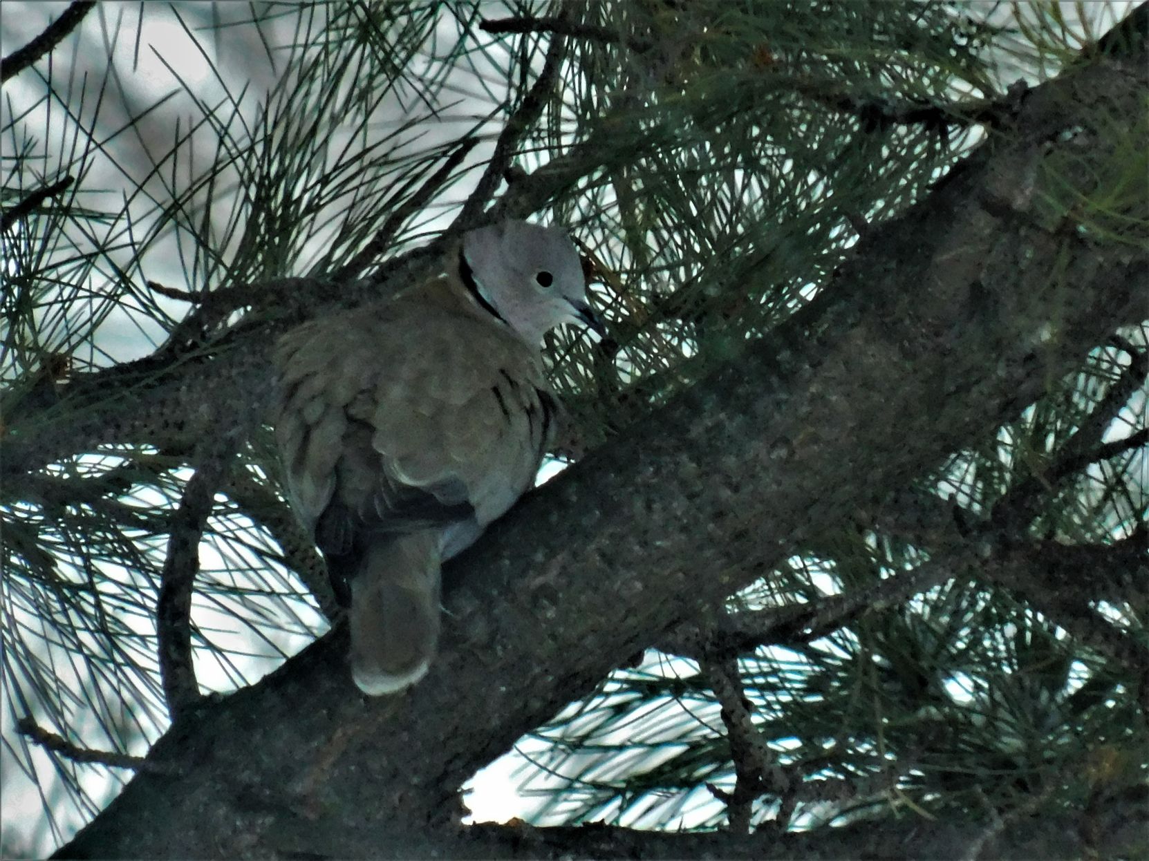 Morning Dove